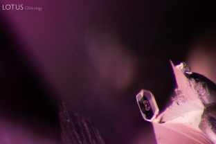 A lone zircon crystal can be observed in this Mogok ruby.