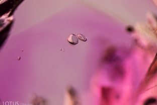 In the center of this scene in an untreated ruby from Mogok, Myanmar (Burma) we can see a pair of calcite crystals. Angular color zoning can also be observed.