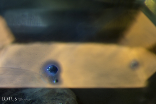Internal diffusion caused by the heat treatment of a titanium-bearing crystal in a Malawi sapphire.