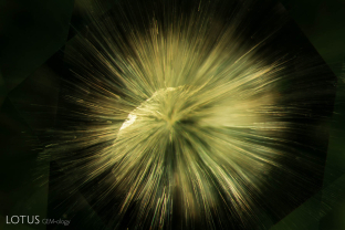 Horsetail inclusion in demantoid garnet; FOV: 6 mm; specimen courtesy Alexey Burlakov/Tsarina