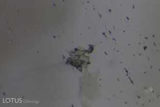 This blocky white crystal was found breaking the surface in a pink sapphire from Madagascar’s Ilakaka region collected at the mines by Lotus Gemology’s Richard Hughes in 2005. Using our micro Raman unit to analyze it, we were pleasantly surprised to discover that it was andalusite. To the best of our knowledge, this is the first time andalusite has been discovered as an inclusion in corundum. Overhead lighting clearly shows the lower luster of the andalusite compared to the surrounding sapphire. This is because andalusite has an RI of 1.63, while corundum is 1.76.