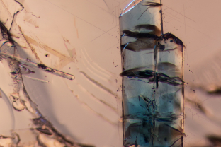 These blue crystals stand out in their host, a garnet from Tanzania. Analysis with micro Raman revealed they are apatite. Specimen courtesy of Mark Saul. Fabrication courtesy of Indy Khurana.