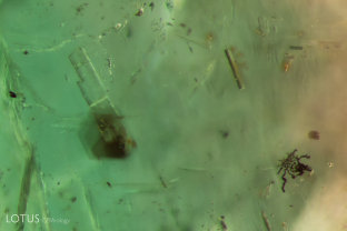 Analysis with micro Raman identified the transparent, rod-like inclusions in this Zambian emerald as apatite. Specimen courtesy Gemfields.