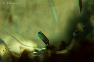 Small brown mica crystals (identified with micro Raman) appear to float in their emerald host. Specimen courtesy Gemfields.