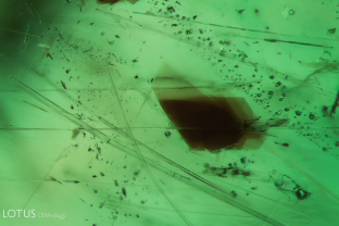 Brown, platey mica crystals and long, needle-like tremolite crystals (both identified with micro Raman) are present in this inclusion scene in a Zambian emerald. There are also several small two phase inclusions. Specimen courtesy Gemfields.