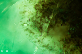 Numerous transparent brown crystals, likely mica, are clustered in this Zambian emerald. Specimen courtesy Gemfields.