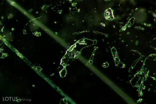 An interesting multiphase inclusion is trapped in this Zambian emerald. While micro Raman analysis could not identify all of the components, it did confirm the presence of carbon dioxide and cristobalite. Specimen courtesy Gemfields.