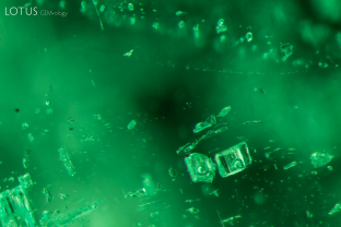 Blocky two-phase inclusions like those pictured here are often found in emeralds from Zambia and other schist-hosted origins. The bubbles seen inside are carbon dioxide. Specimen courtesy Gemfields.