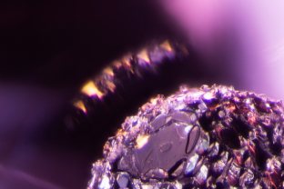 A spherical metallic crystal is a standout feature in it’s garnet host. Specimen courtesy Nomad’s.