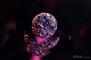 A spherical metallic crystal is a standout feature in its garnet host. Specimen courtesy Nomad’s.