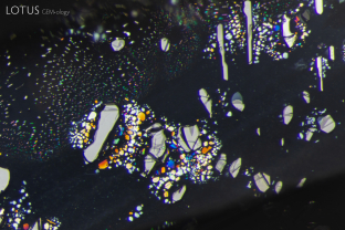Thin films and flat negative crystals light up when illuminated with fiber optic light in this Burmese sapphire. Specimen courtesy Vincent Pardieu.