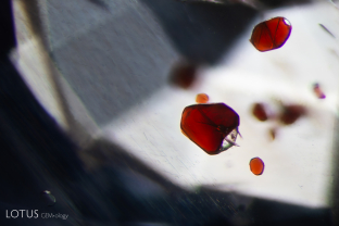 Bright red mica crystals are scattered across the interior of this Burmese sapphire. The crystals were identified with micro Raman. Specimen courtesy Vincent Pardieu.