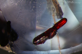 Rutile silk needles are well-known inclusions in Burmese corundum, but rutile can appear in other forms as well. Here, a red rutile crystal (identified with micro Raman) is a prominent feature in this sapphire. Specimen courtesy Vincent Pardieu.