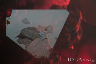 Agglomeration of apatite (medium luster), phlogopite (low luster) and graphite (high luster) – identified by micro Raman spectroscopy – in a Nepal (Chumar) ruby. Specimen courtesy of Dudley Blauwet.
