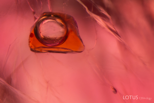 This negative crystal is filled with a yellowish orange liquid and contains a gas bubble at its center. These fluid inclusions, likely sulfur-rich liquids, are typically observed in Burmese spinels.