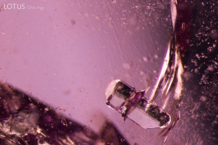 A transparent, prismatic apatite crystal (identified with micro Raman) is suspended in the interior of this garnet from Mozambique.