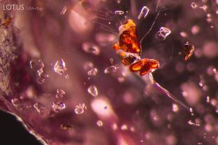 Several transparent crystals decorate the interior of this garnet from Mozambique. Micro Raman identified the orange crystals as rutile, while the colorless transparent crystals included zircon, apatite, and quartz.