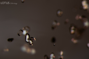 This Mozambican spinel contains many transparent, doubly refractive crystals. Raman analysis identified the larger, more elongated crystals as apatite, while the small rounded ones are zircon.
