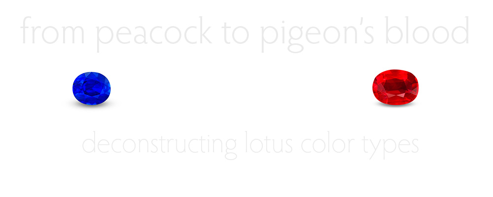 From Peacock to Pigeon's Blood: Deconstructing Lotus Color Types