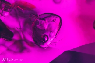 A mobile bubble within a negative crystal in a ruby from Madagascar. Such inclusions cannot withstand heat treatment and thus are proof of natural origin.