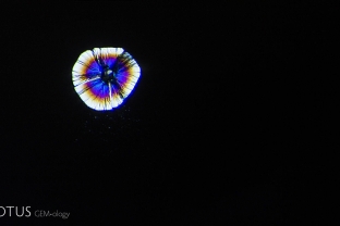 A heat-induced discoid fissure surrounding a crystal in a Nigerian sapphire.