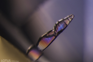 An elongated negative crystal filled with a birefringent substance glows in this Sri Lankan sapphire in crossed polars.