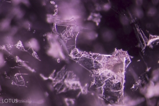 Kaolinite-bearing negative crystals flattened in the basal plane within a purple sapphire from Madagascar. The kaolinite aslo shows up in the infrared spectrum.
