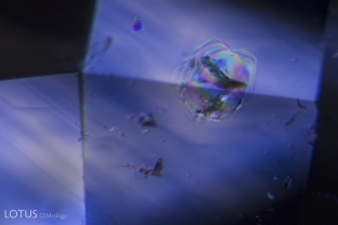 Ghost-like low relief crystals become iridescent when viewed between crossed polars.