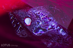 A melted crystal shines in a heated Thai/Cambodian ruby. These crystals begin life as solids, but are turned into glass by heat treatment. Because glass takes up less volume than a crystal, a frozen shrinkage bubble is often found in the glass. Note also the iridescence from the surrounding fingerprint, in shades of red and blue. This is because these are the two colors transmitted by ruby. 