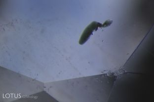 This green crystal has but cut through on the surface of its sapphire host.