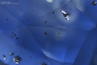 Uraninite crystals with small halos seem to float across this untreated sapphire.