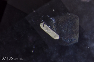 In this flattened negative crystal in a Sri Lankan padparadscha sapphire, multiple phases can be found, including both liquid and gaseous carbon dioxide and a diaspore needle. Because diaspore’s refractive index (nα = 1.682–1.706 nβ = 1.705–1.725 nγ = 1.730–1.752) is so close to corundum (1.762–1.770) the diaspore needle almost disappears into the sapphire, appearing like a narrow indentation into the negative crystal. Liquid carbon dioxide becomes a gas at a fairly low temperature, with just the heat of the microscope causing the bubble to disappear. Intact negative crystals such as this are positive proof that the specimen has not been heat treated.