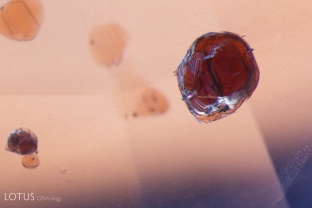 These brown crystals (probably phlogopite mica) show no signs of heat damage in their Sri Lankan sapphire host.