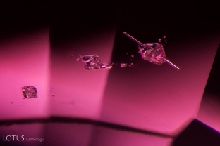 Like a piece of meat on a satay stick, an apatite crystal rod pierces a spinel crystal in spinel; FOV ~2 mm