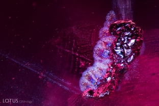 A crystal with metallic luster stands out in this unheated ruby. When illuminated with a fiber optic light we can see “rosettes” of thin films around the crystal.