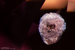 An octahedral crystal is surrounded by a series of lovely sheer fissures in this spinel.