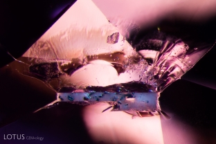 When examining this pink sapphire from Madagascar we spotted this interesting white crystal cut through on the surface. Micro Raman spectroscopy identified the crystal as andalusite.