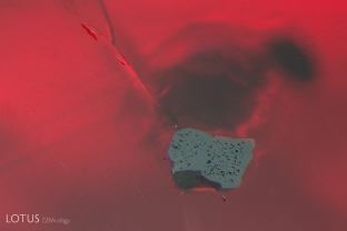 When we spotted the varying lusters on this crystal cut through on the surface of a ruby, we hypothesized that it was of mixed composition. Micro raman confirmed that the higher luster area is chromite, the area of medium luster on the left is kyanite, and the lowest luster area at the bottom is pargasite.