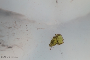 A small green crystal stood out when we examined this piece of prehnite. Micro Raman identified it as epidote.