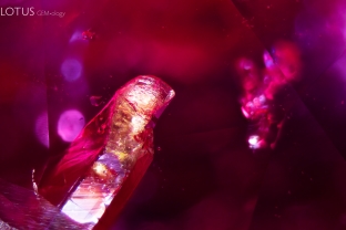 The pictured Madagascar ruby contains a prismatic yellow crystal. Micro Raman analysis identified this as apatite. Apatite is found in corundum from many localities.