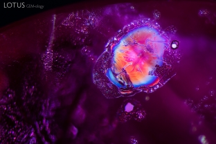 A small melted crystal and associated thin film inclusion dazzle with color when lit with fiber optic illumination. Inclusions like these are typical in Thai/Cambodian ruby.