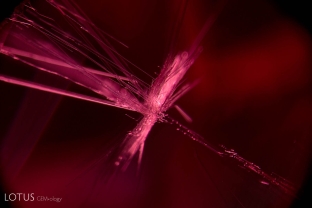 Unusual star-like radiating fibers in this natural red spinel.
