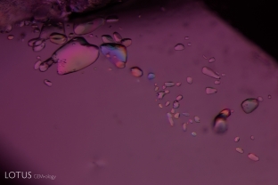 Several transparent crystals are present in this inclusion scene, shown here between crossed polars. The interference colors we see demonstrate that the crystals are doubly refractive. Analysis with micro Raman identified these crystals as calcite.