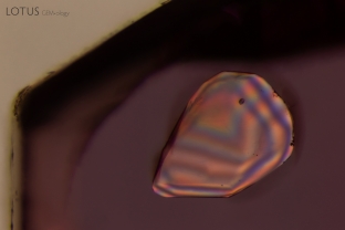 This large, transparent crystal is suspended in a ruby from Myanmar’s Mogok stone tract. In crossed polars, as shown here, we can interference colors that suggest the crystal is doubly refractive. Micro Raman analysis identified the inclusion as titanite (sphene).