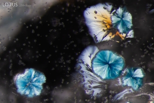 These blue gilalite crystals in quartz are reminiscent of a floral motif.
