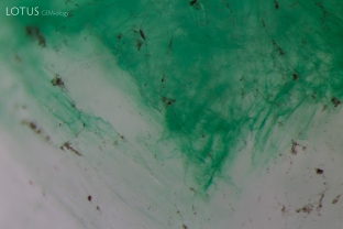 The color concentrations in the fissures of this dyed green quartzite are evident when the piece is examined in the microscope. This type of material can be used as an imitation of jadeite. Specimen courtesy Jeffery Bergman.